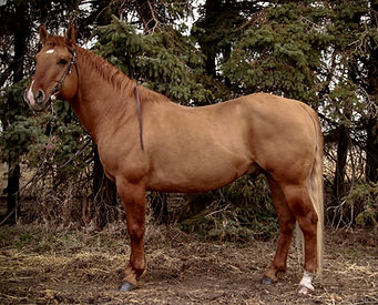 leptich-2.jpg