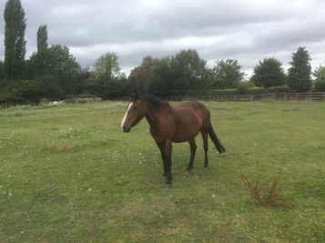 Welcome to a new member of our Team