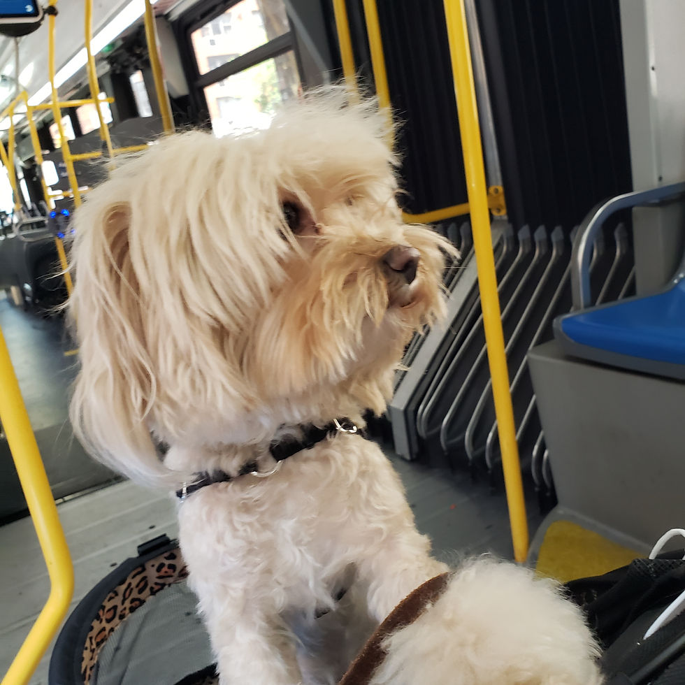 Ruby practicing her good behavior on a city bus on her way to a special dog therapy event. She loves being out and about. It took excellent early puppy socialization and time as an adult dog in various environments to learn proper etiquette for each place.