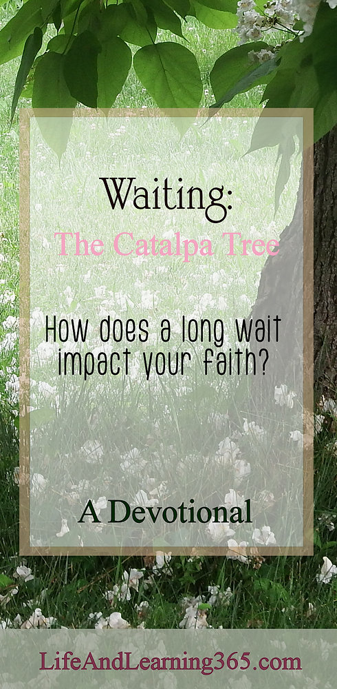Waiting: The Catalpa Tree