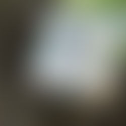 Cover of children's book My Old Pal, Oscar by Amy Hest, illustrated by Amy Bates