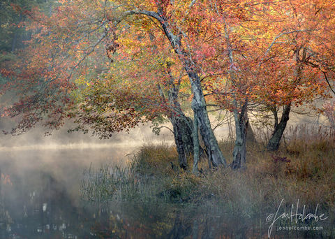 Canopy On Fire