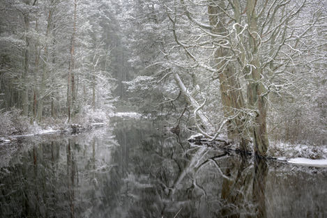 Snowfall On Cedar Stream