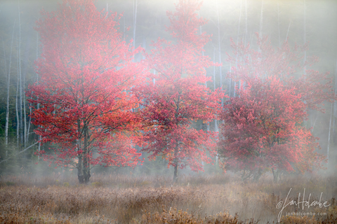 Three Maples