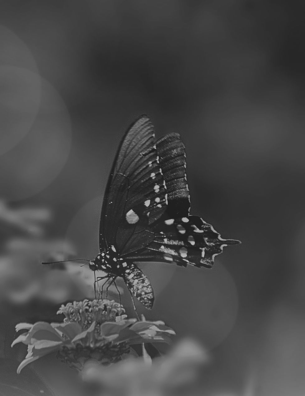 IMG_6717