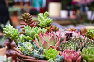 Dog-safe plants - Toxic and non-toxic succulents