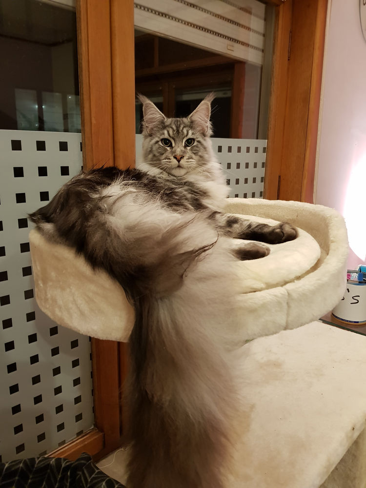 maine coon