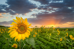 Dog-safe plants - Sunflowers