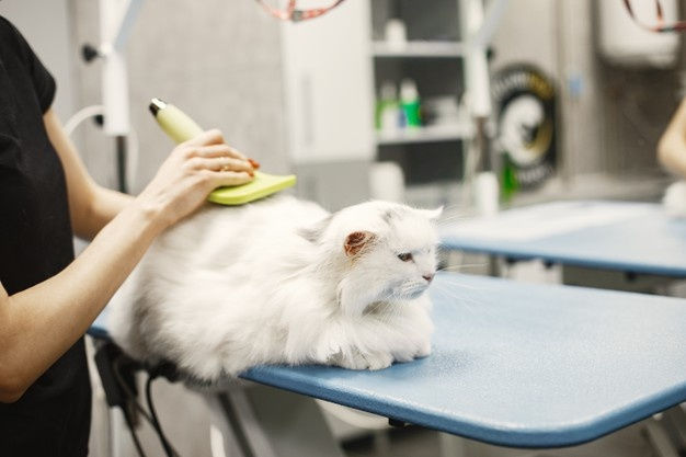 cat hygiene - cat grooming