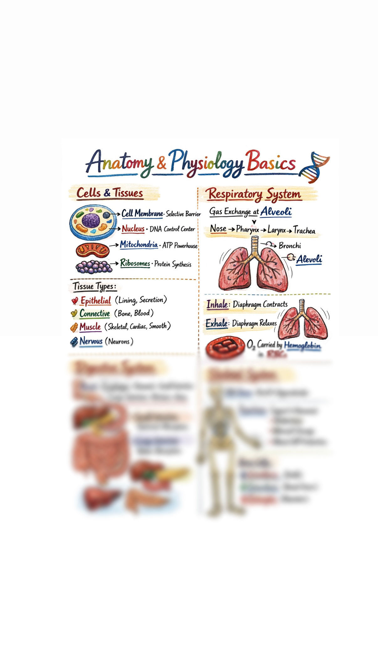 Anatomy and Physiology Cheat Sheet 6 detailed pages