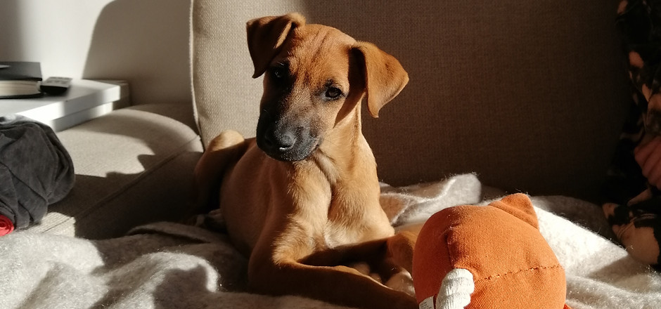chien, amour, balade, longe, quais, chiot, mac, lit, câlin, congénères, jeux, dormir, foret
