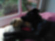 chien, dormir, lit, jouet
