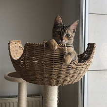 chien, amour, balade, longe, quais, chiot, mac, lit, câlin, congénères, jeux, dormir, foret