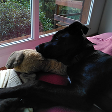 chien, amour, balade, longe, quais, chiot, mac, lit, câlin, congénères, jeux, dormir, foret