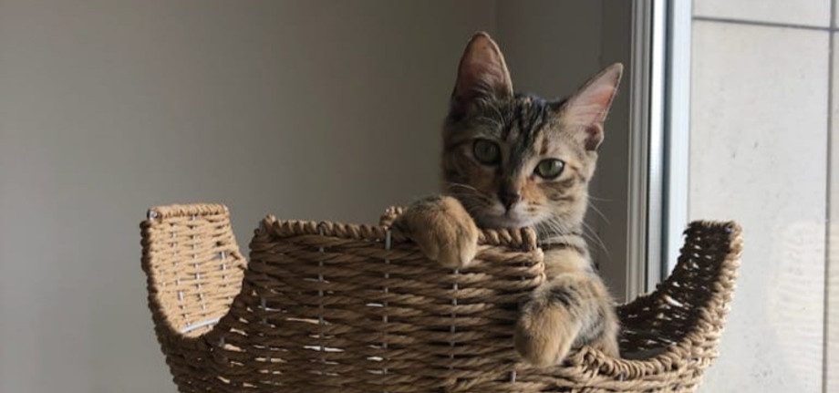 chien, amour, balade, longe, quais, chiot, mac, lit, câlin, congénères, jeux, dormir, foret, chat