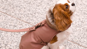 Paws, Pouches & Personalization: Yes, We Make Dog Accessories Too