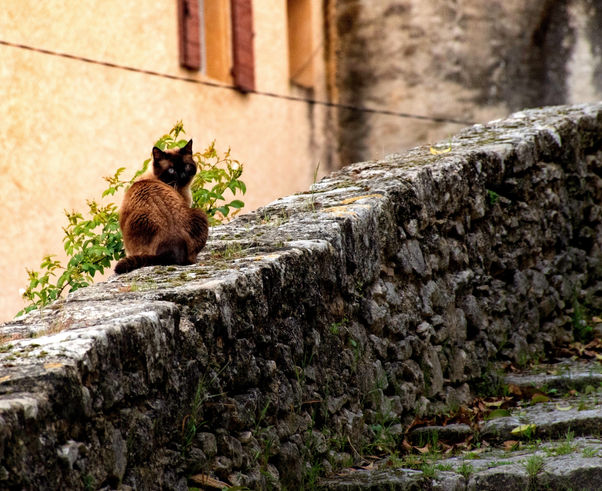 cat-3841061.jpg