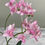 Miniaturbild: Zarte Orchidee in Rosa