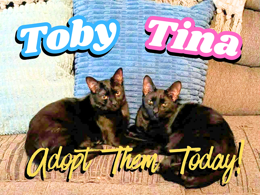 toby tina.png