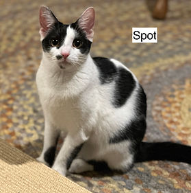 Cat Adoption and Foster in Northbridge, Ma 