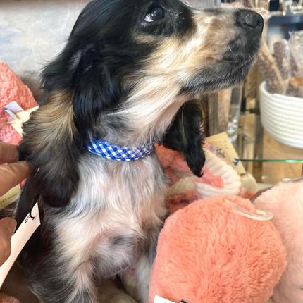 OSCAR A LA PLAGE VANNES