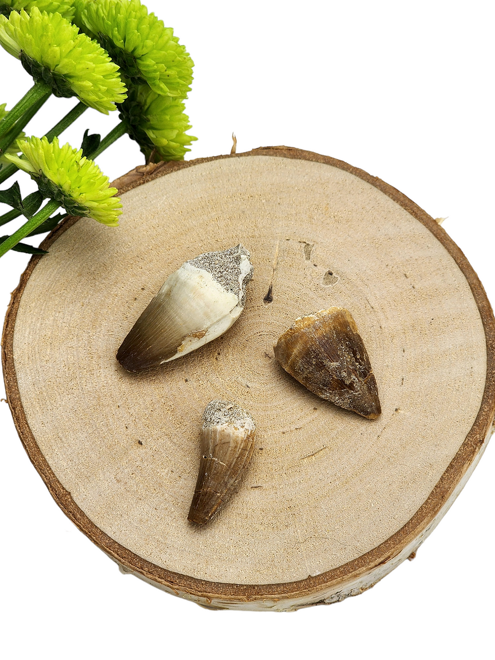 Mosasaur Tooth Fossil