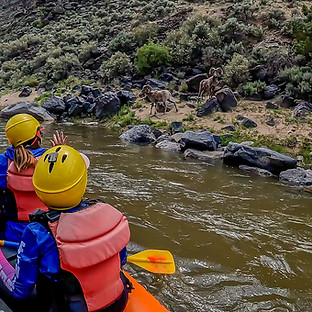 Box Big Horn on shore 1.jpg