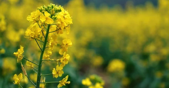 Brassica campestris is a flowering plant in the mustard family cultivated for its oil-rich seeds. The oil derived from these seeds contains essential fatty acids, antioxidants, and phytosterols that support skin hydration, barrier repair, and protection against environmental stress.