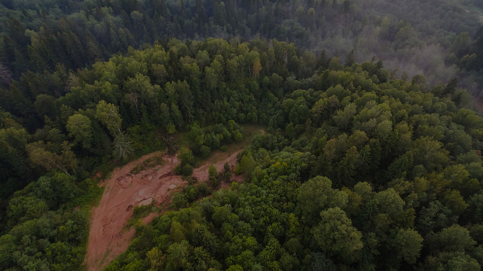 Aerial Forest View_edited.jpg