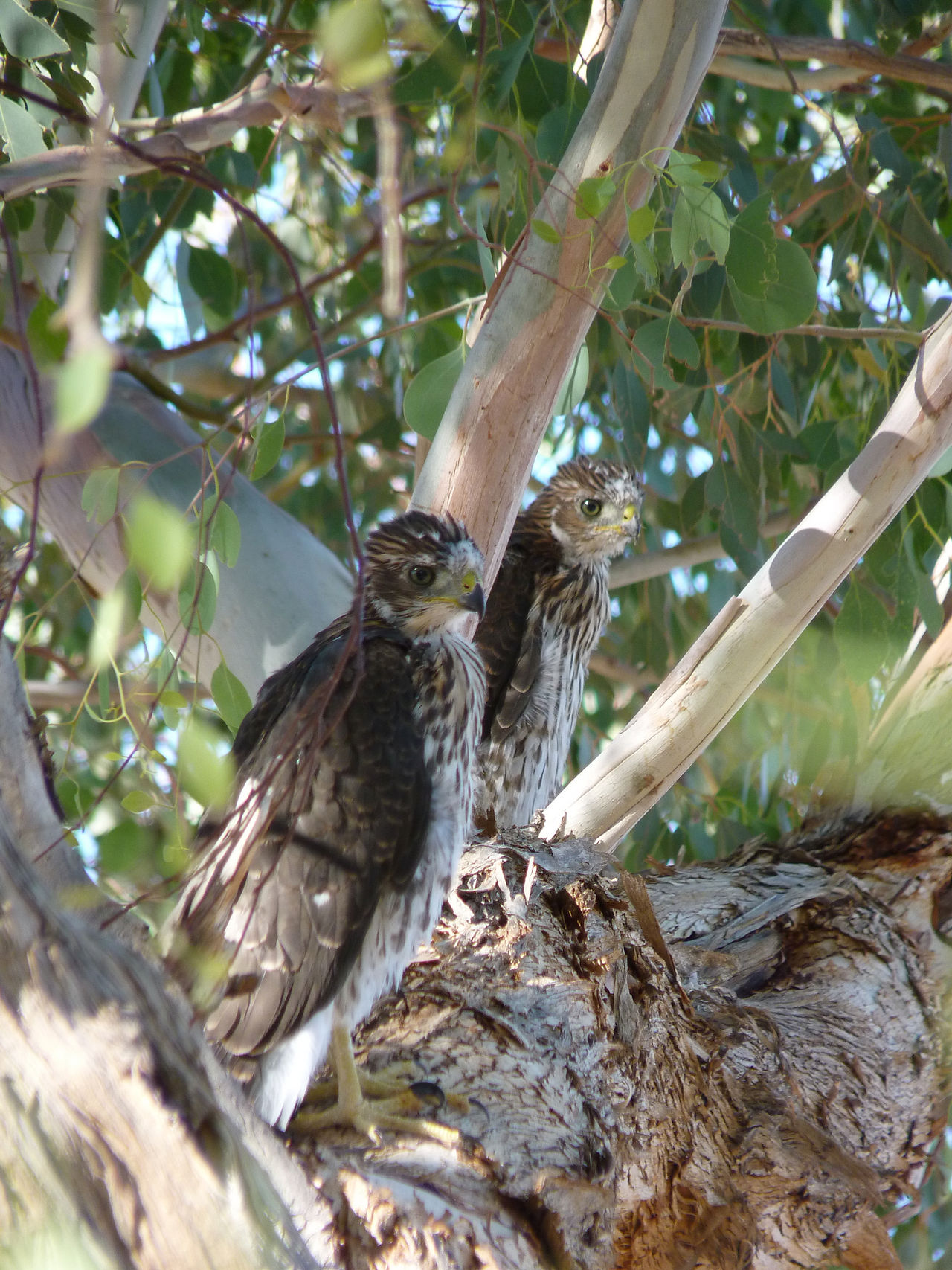 Hawks_00011