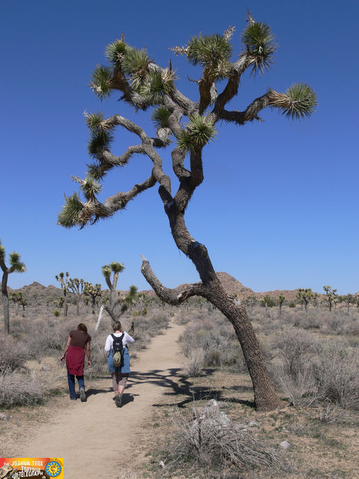 Joshua Tree National Park