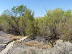 Big Morongo Canyon Preserve