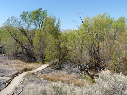 Big Morongo Canyon Preserve