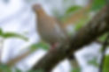 A beautiful morning dove perched on a branch in a Live Oak tree.jpg