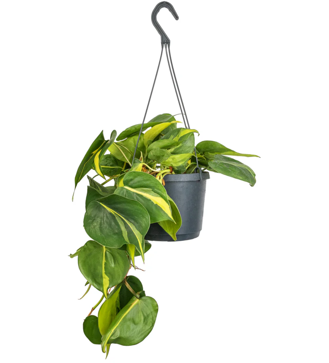 Philodendron Brasil
