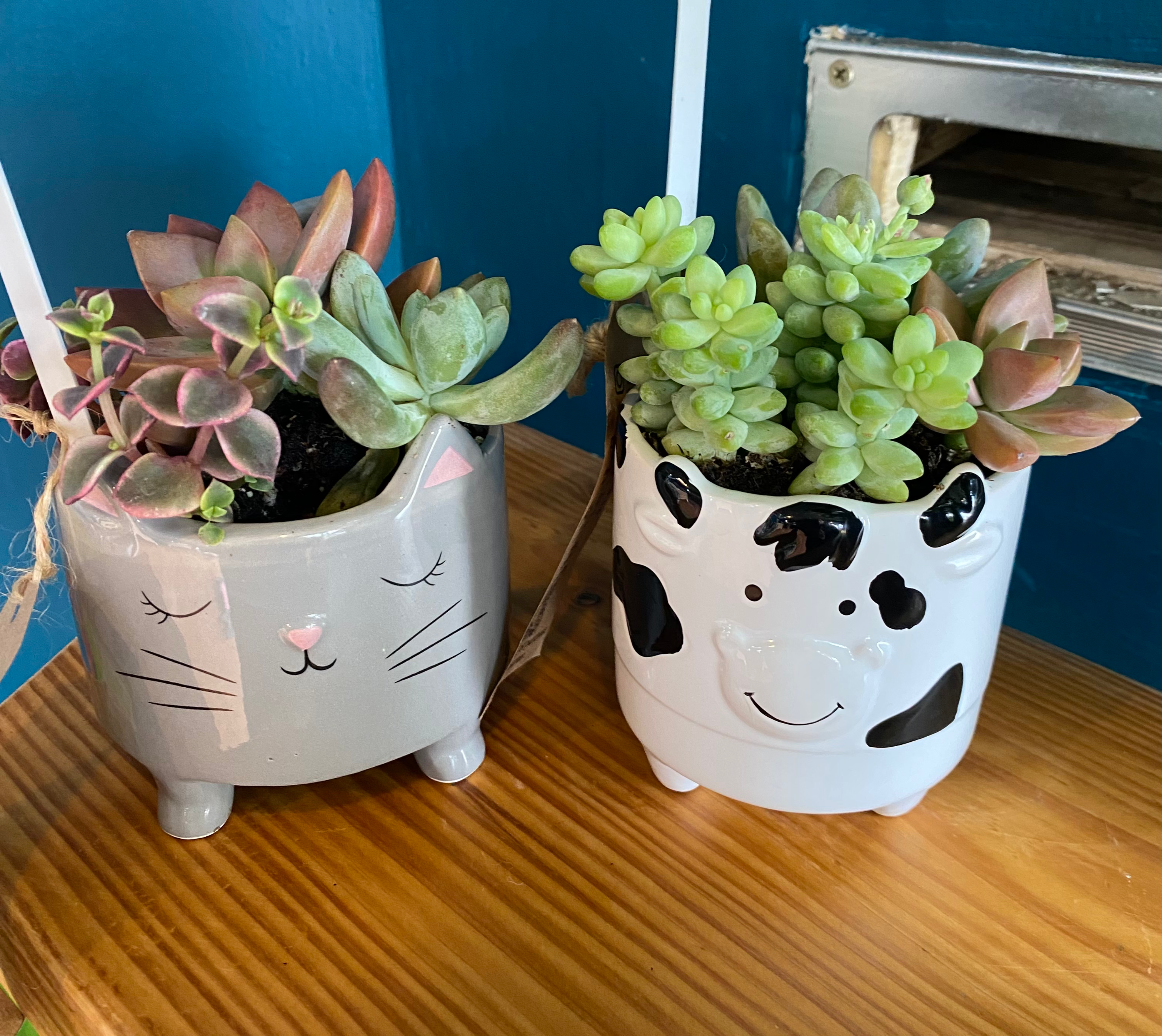 Animal Succulent