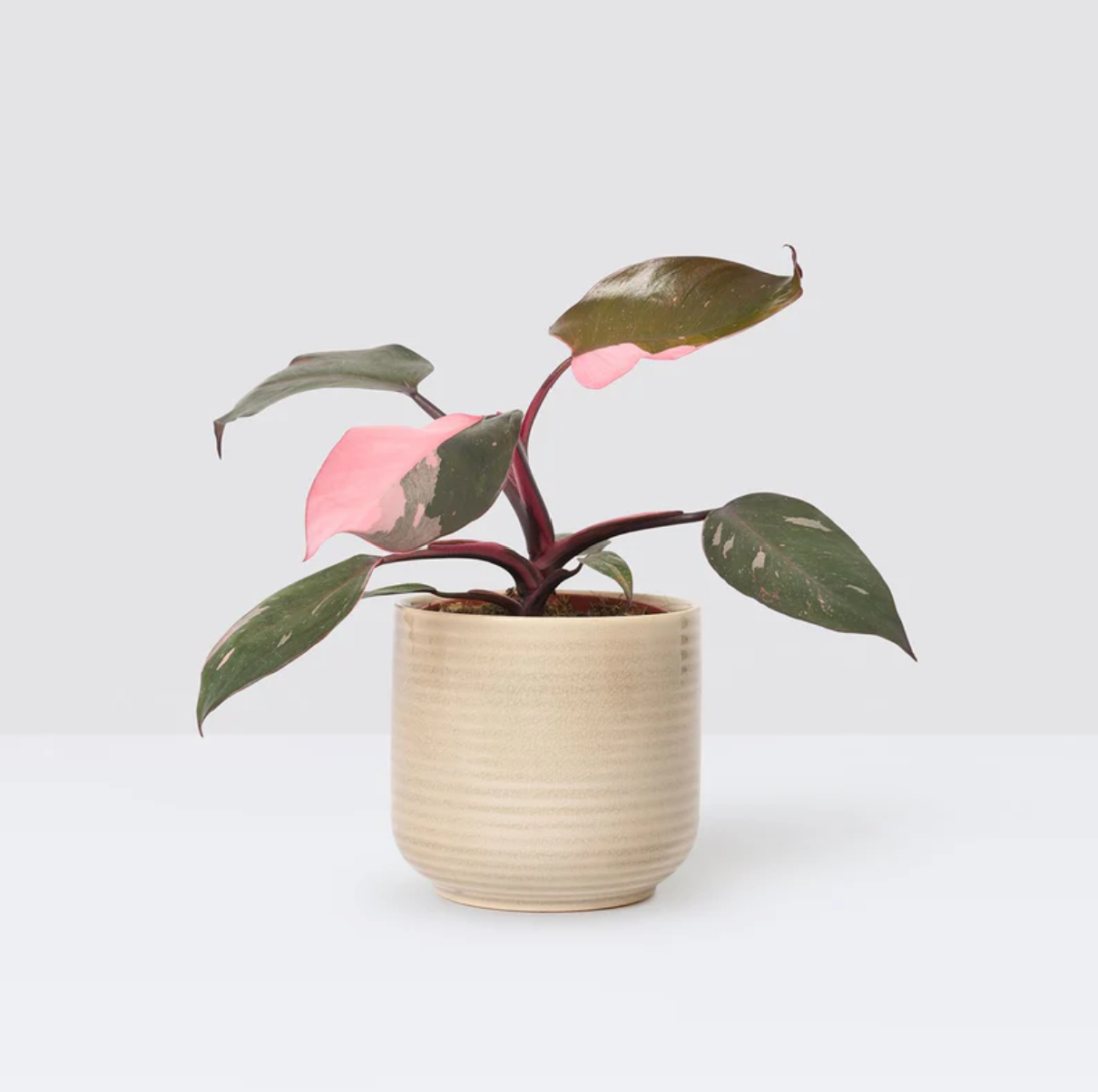 Philodendron Pink Princess