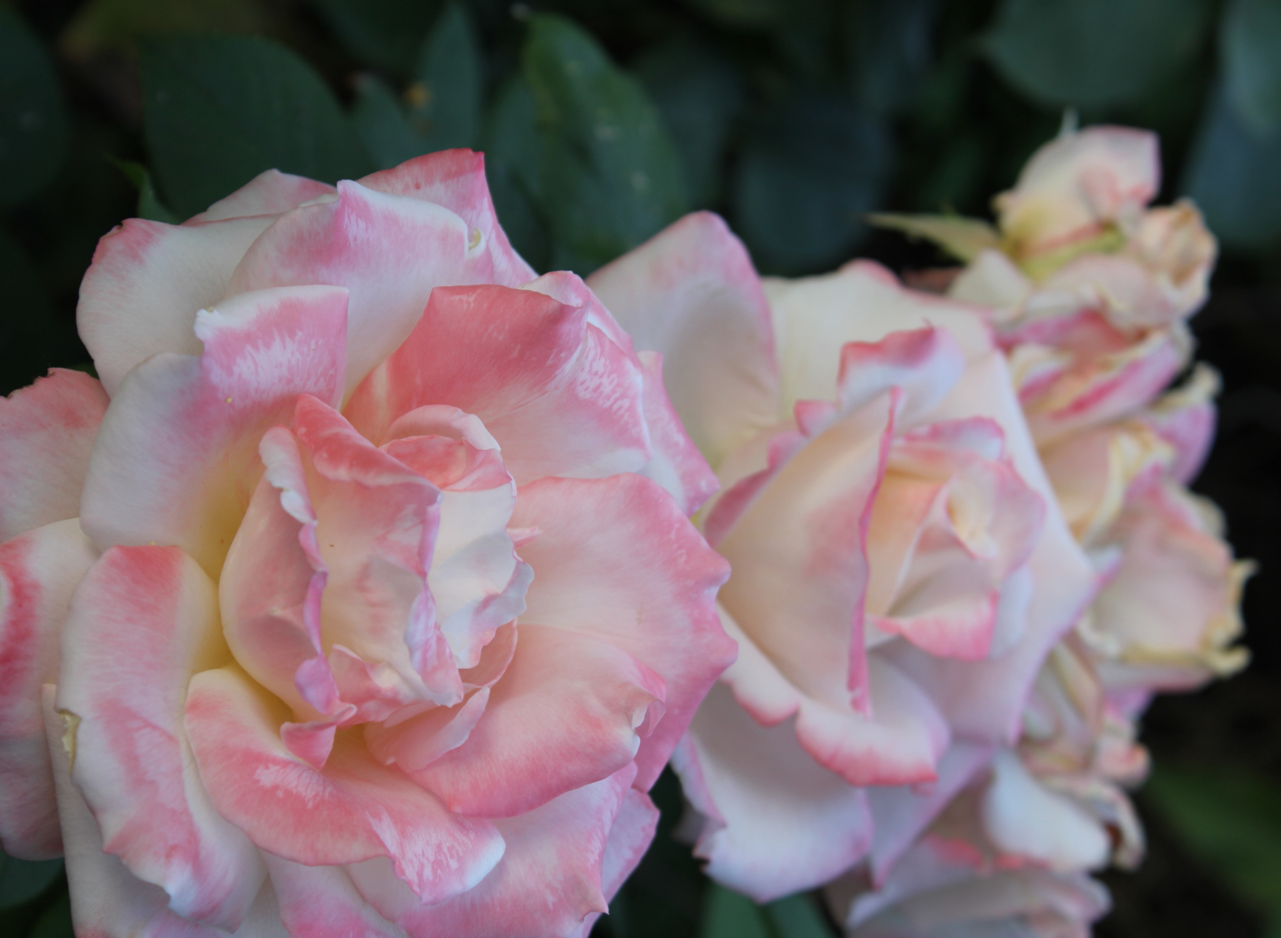 IMG_4746_edited