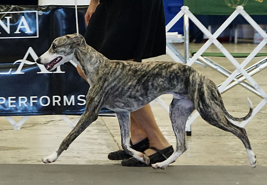 Herkules southern 2016-03348-c.jpg