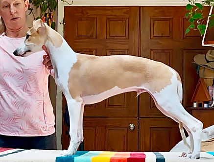 Ford 14 weeks.jpg