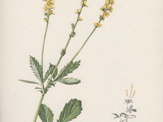 Helpful Herbs: Agrimony
