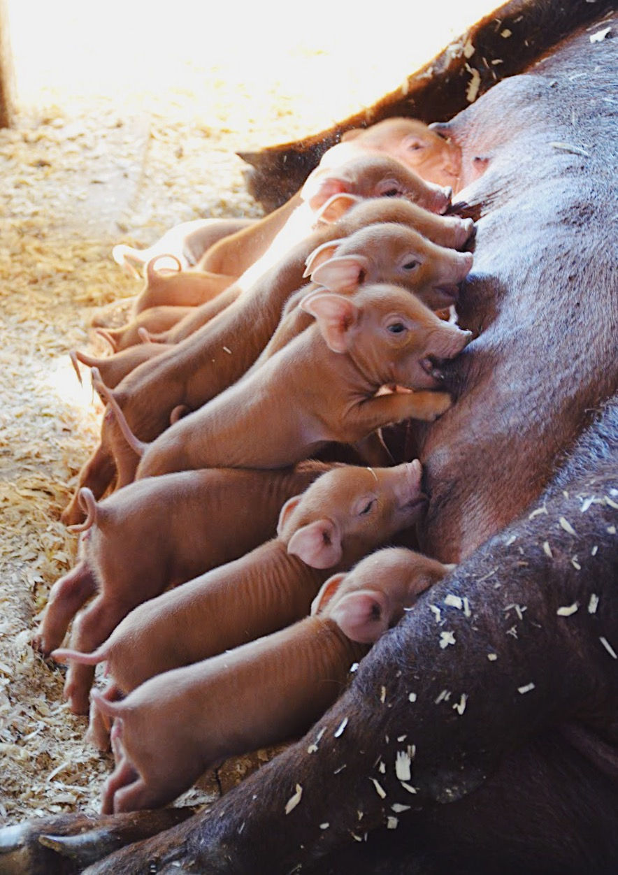 We added two Tamworth pigs to our farm for land clearing