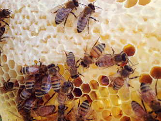 Managing Your Top Bar Hive