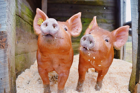 Tamworth Pigs