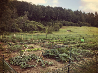 Garden Harvests in July