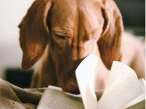 Best Puppy Training Books 2023