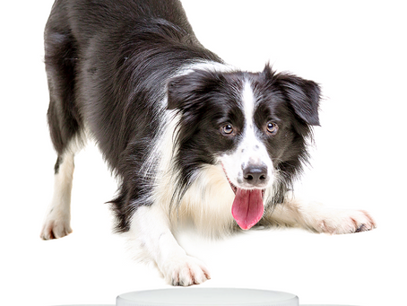The Ultimate Solution for Fresh Dog Breath: Discover Pup Labs Fresh Breathies Today!