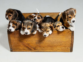 Puppy Crate Training - Best Puppy Crate Training Hacks