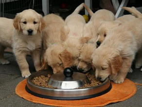 Best Puppy Food 2022 -Top 5 Reviews for dry food