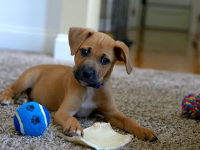 Mastering Puppy Chewing and Biting: Top Tips for Effective Behaviour Management